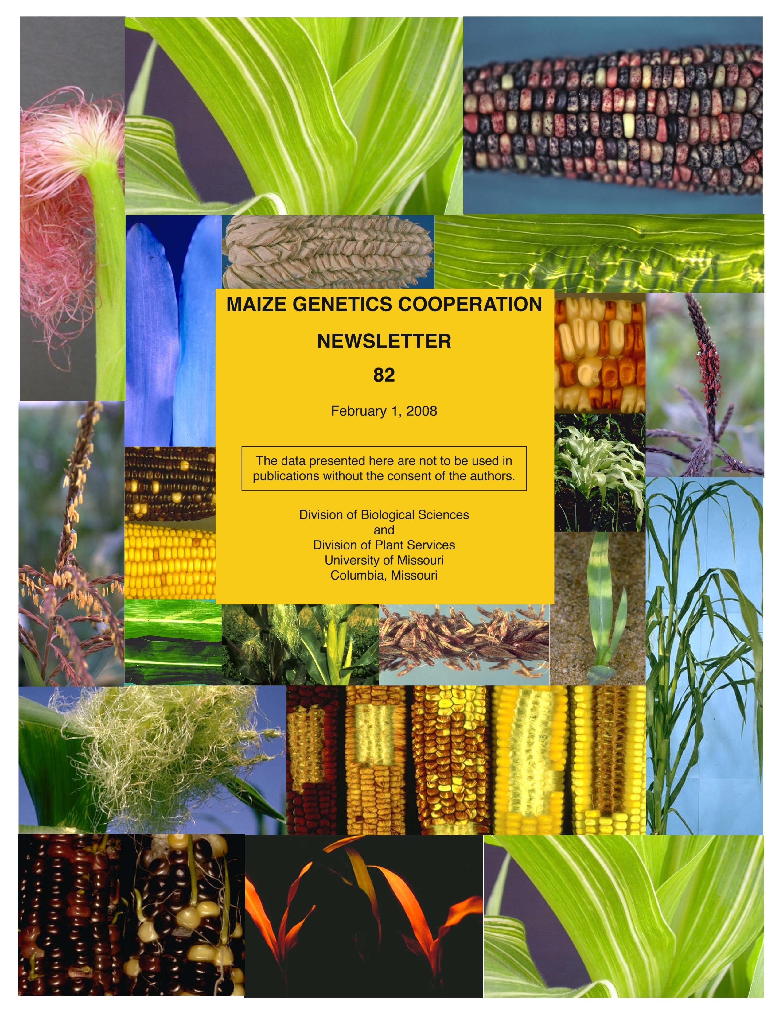 Maize Cooperation Newsletter OnLine Edition